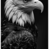 Vita Ferina No.49 - Aquila Regalis Vita Ferina No.49 - Aquila Regalis