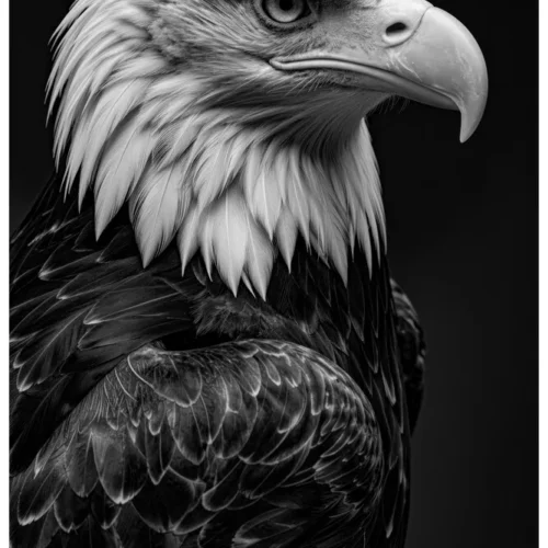 Vita Ferina No.49 - Aquila Regalis