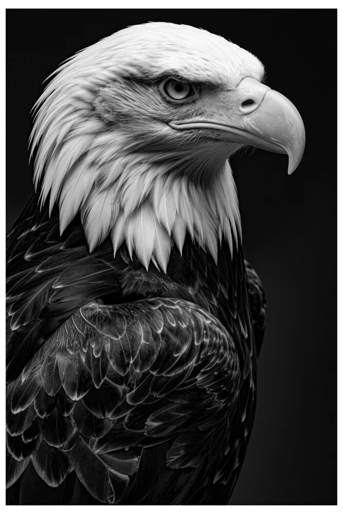 Vita Ferina No.49 - Aquila Regalis Vita Ferina No.49 - Aquila Regalis