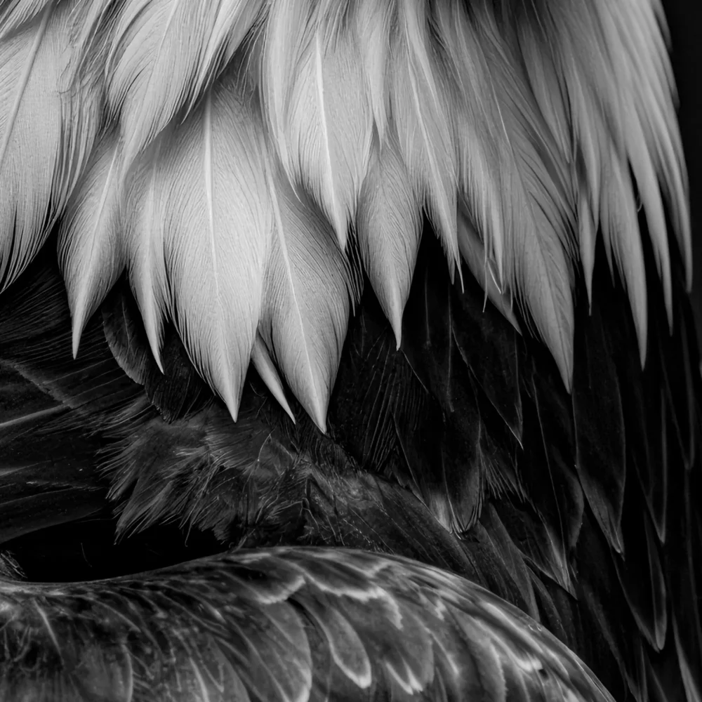 Vita Ferina No.49 - Aquila Regalis_crop3 Vita Ferina No.49 - Aquila Regalis
