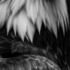 Vita Ferina No.49 - Aquila Regalis_crop3 Vita Ferina No.49 - Aquila Regalis