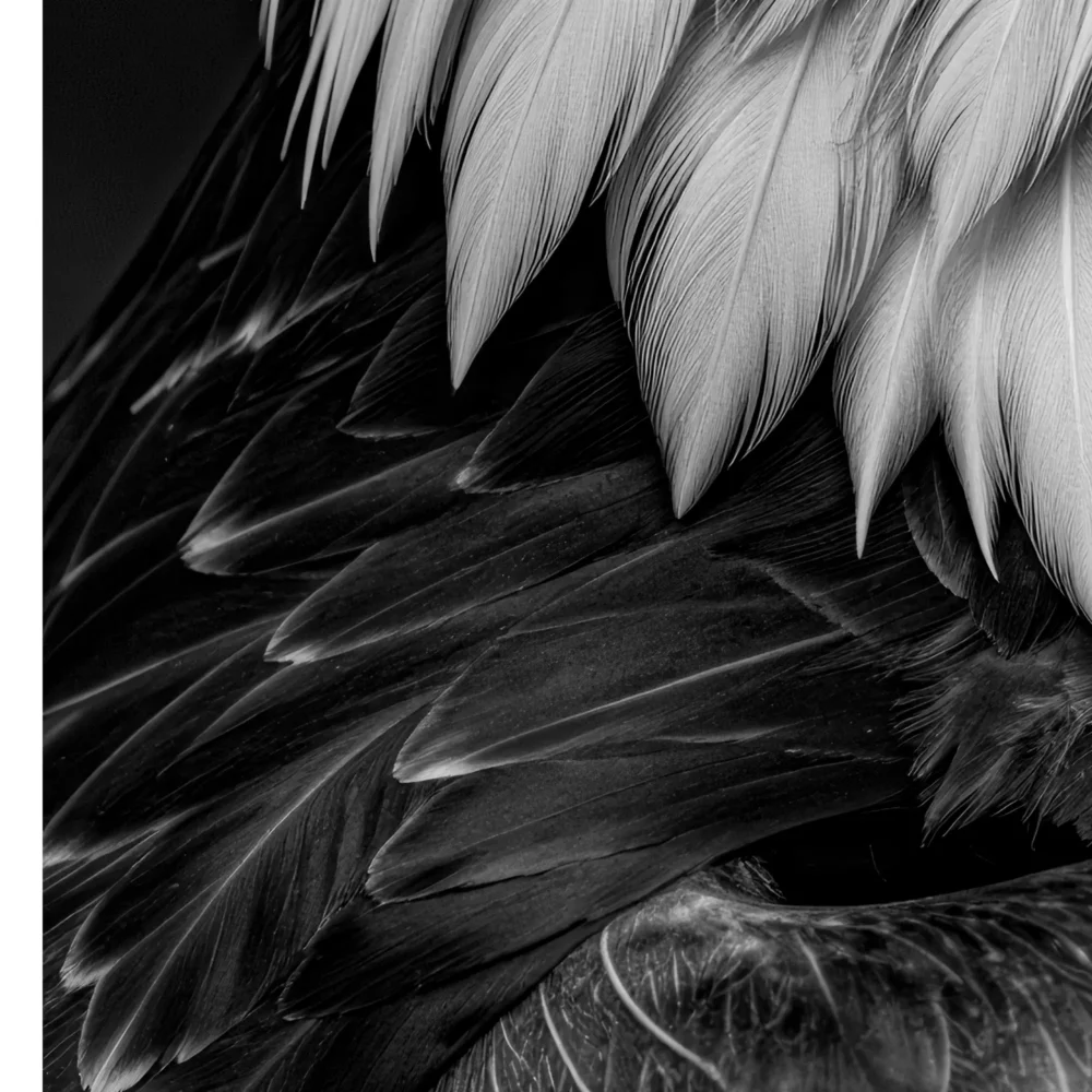 Vita Ferina No.49 - Aquila Regalis_crop7 Vita Ferina No.49 - Aquila Regalis