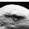 Vita Ferina No.49 - Aquila Regalis_crop8 Vita Ferina No.49 - Aquila Regalis