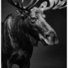 Vita Ferina No.51 – Alces Aeterna