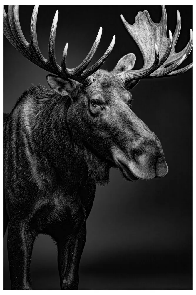 Vita Ferina No.51 – Alces Aeterna