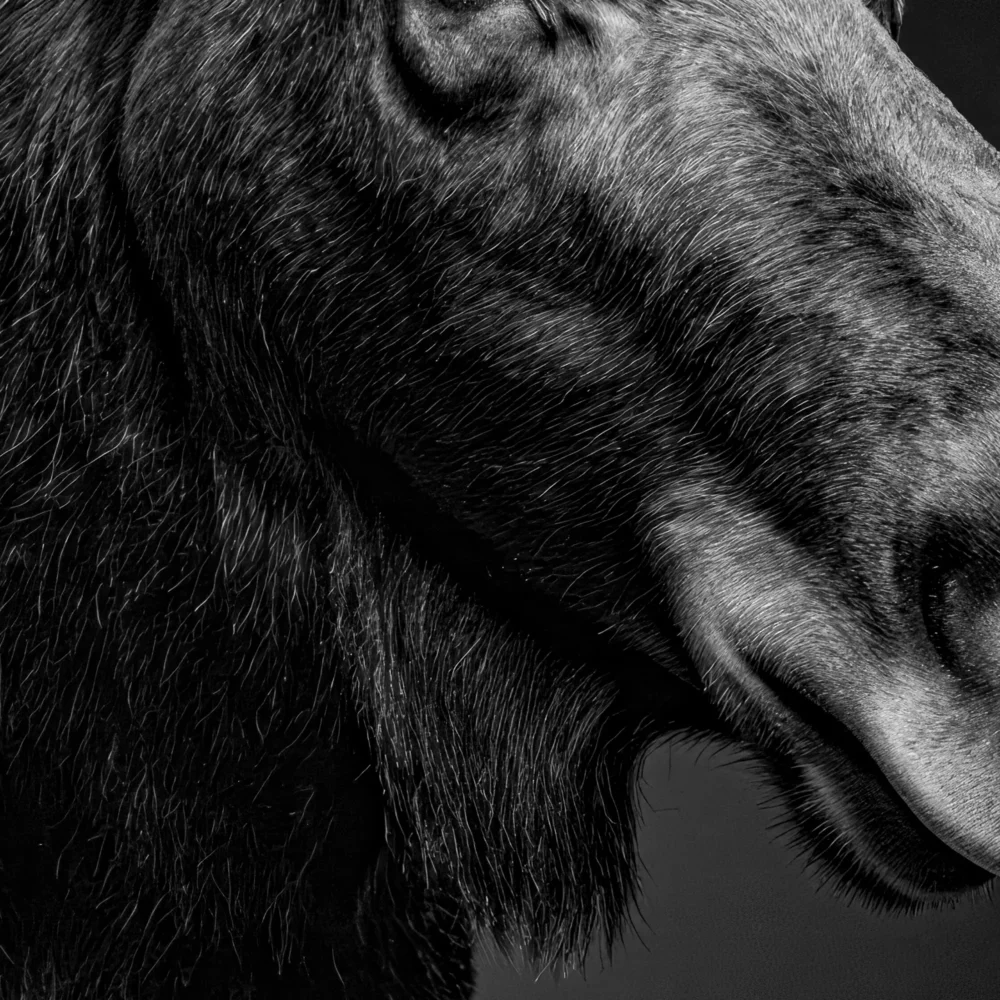 Vita Ferina No.51 – Alces Aeterna