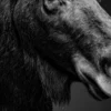 Vita Ferina No.51 – Alces Aeterna