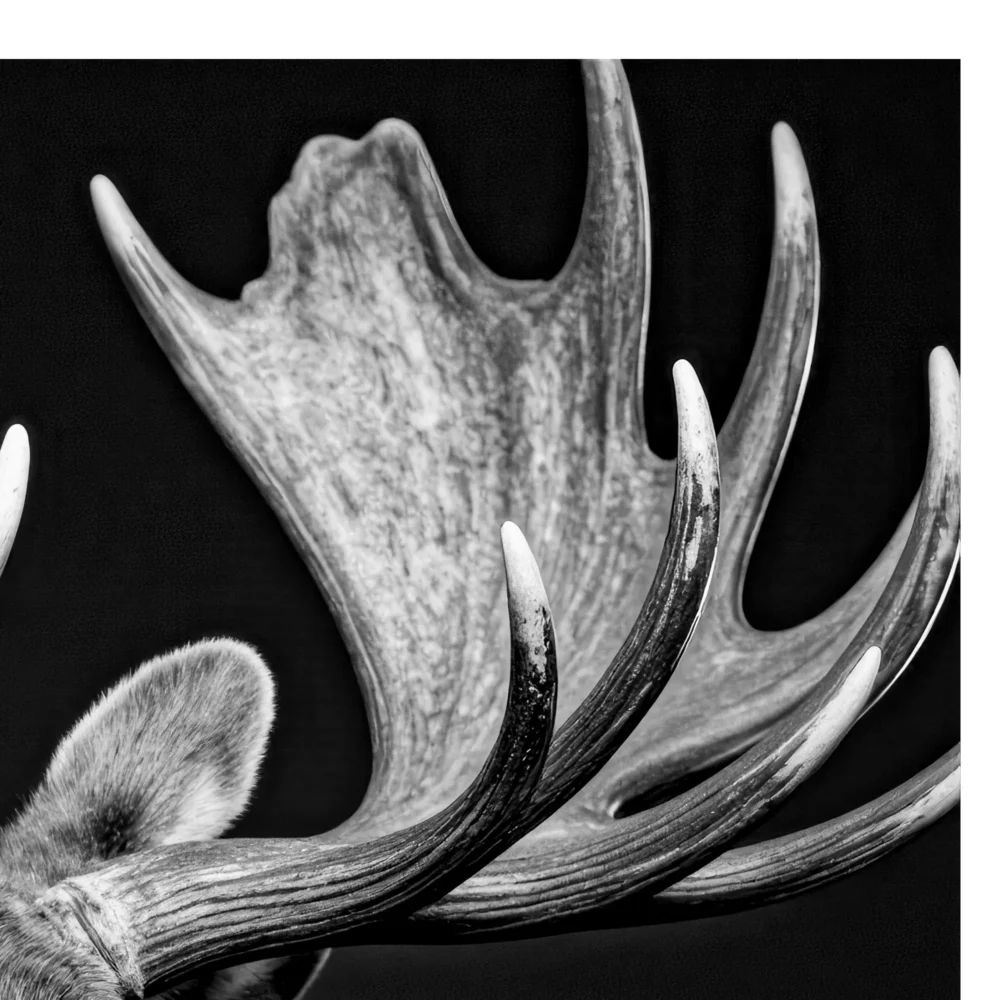 Vita Ferina No.51 – Alces Aeterna
