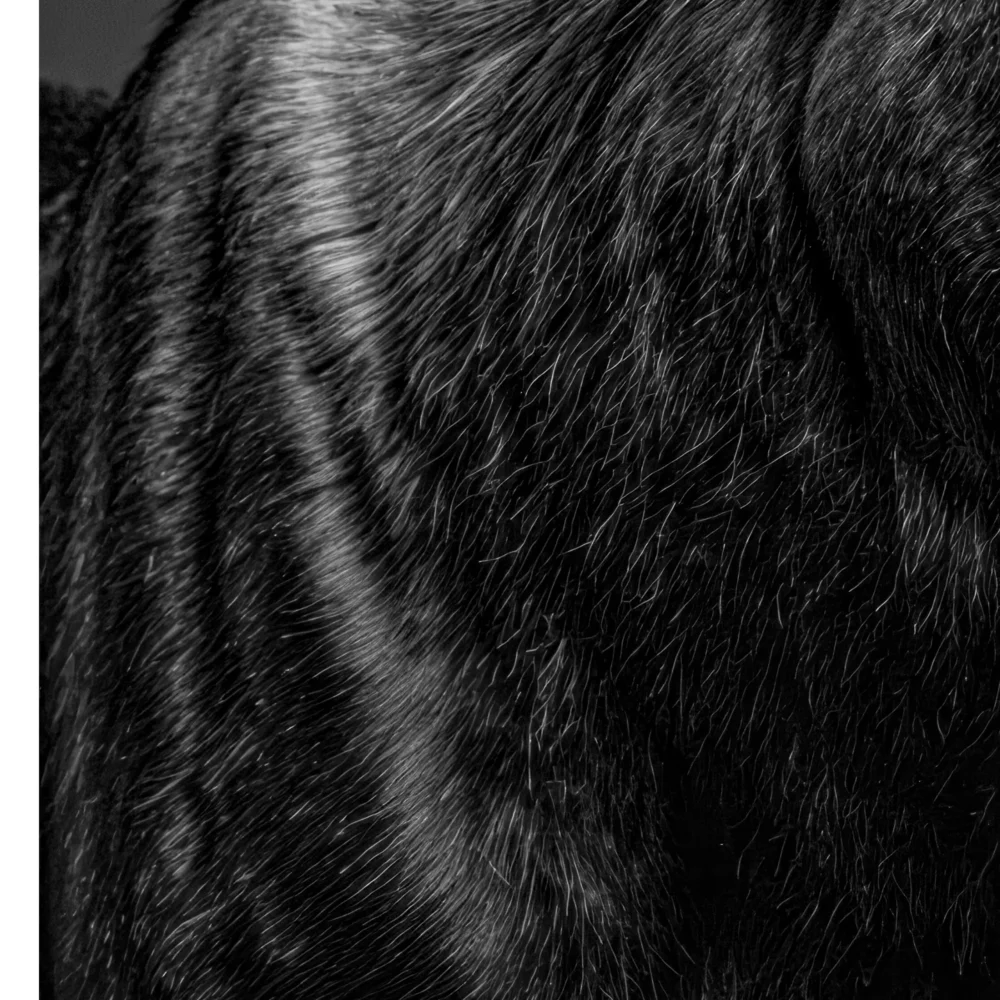 Vita Ferina No.51 – Alces Aeterna