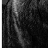 Vita Ferina No.51 – Alces Aeterna