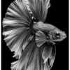 Vita Ferina No.52 – Fluiditas Regalis