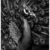 Vita Ferina No.54 - Pavo Regalis