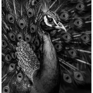 Vita Ferina No.54 - Pavo Regalis