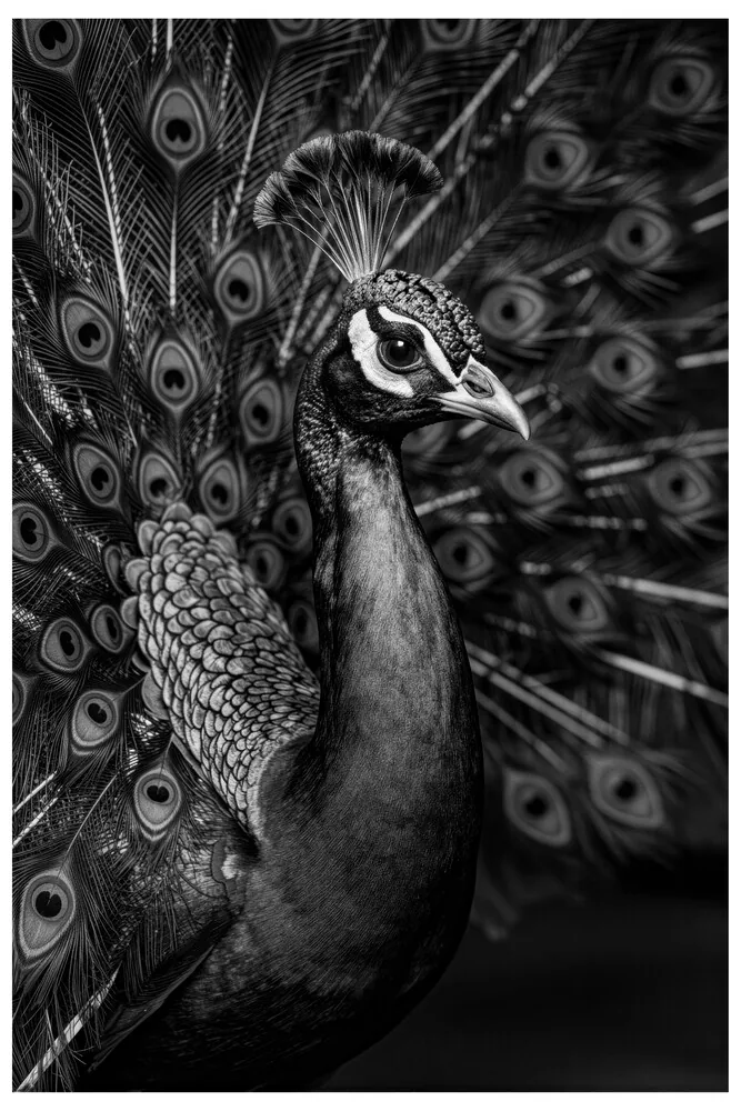 Vita Ferina No.54 - Pavo Regalis