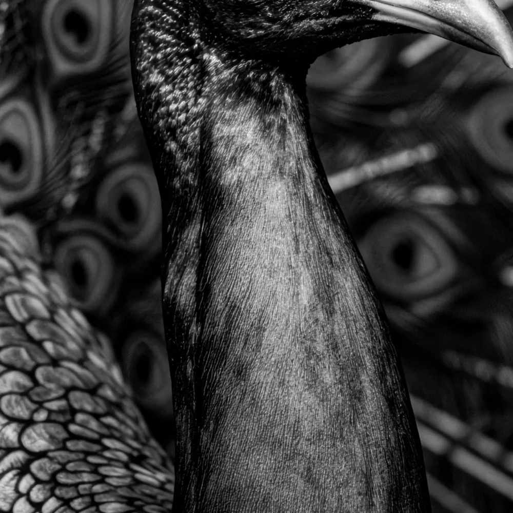Vita Ferina No.54 - Pavo Regalis