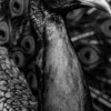 Vita Ferina No.54 - Pavo Regalis