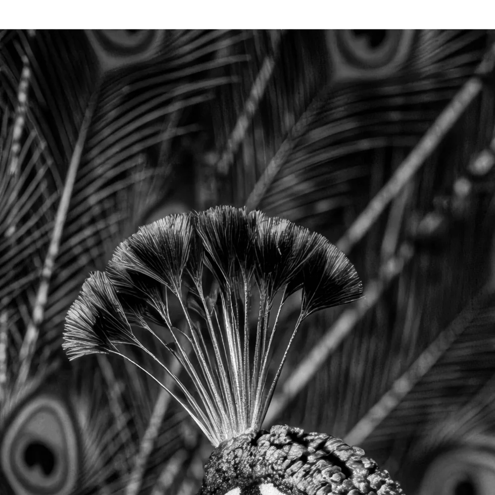 Vita Ferina No.54 - Pavo Regalis