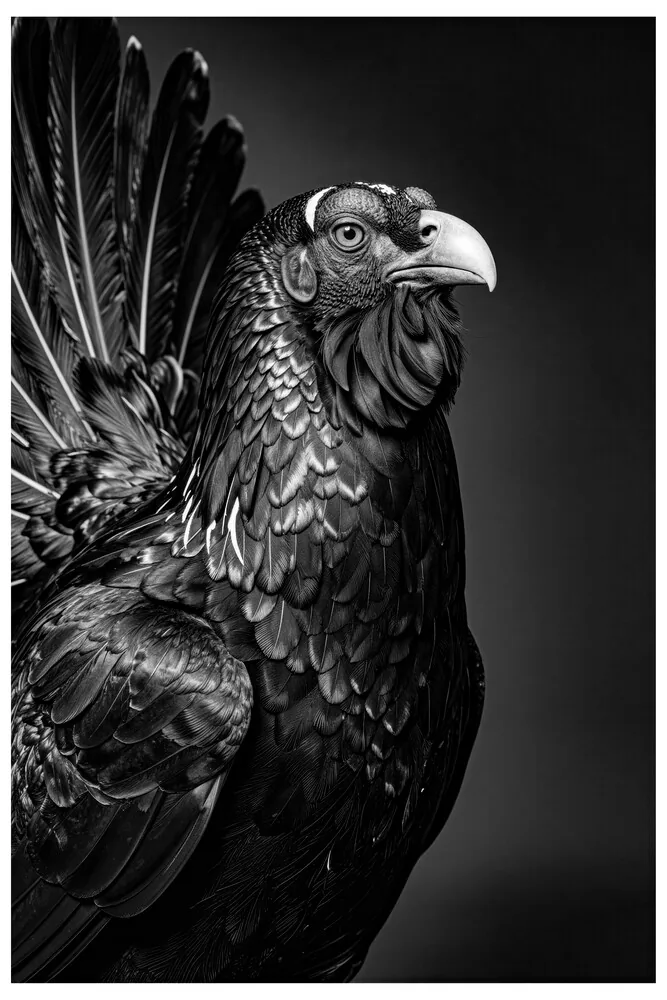 Vita Ferina No.57 - Pluma Imperiosa