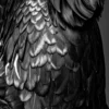 Vita Ferina No.57 - Pluma Imperiosa