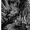 Vita Ferina No.57 - Pluma Imperiosa