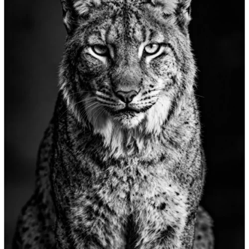 Vita Ferina No.59 - Lynx Vigilans