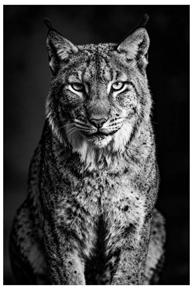 Vita Ferina No.59 - Lynx Vigilans