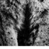 Vita Ferina No.59 - Lynx Vigilans