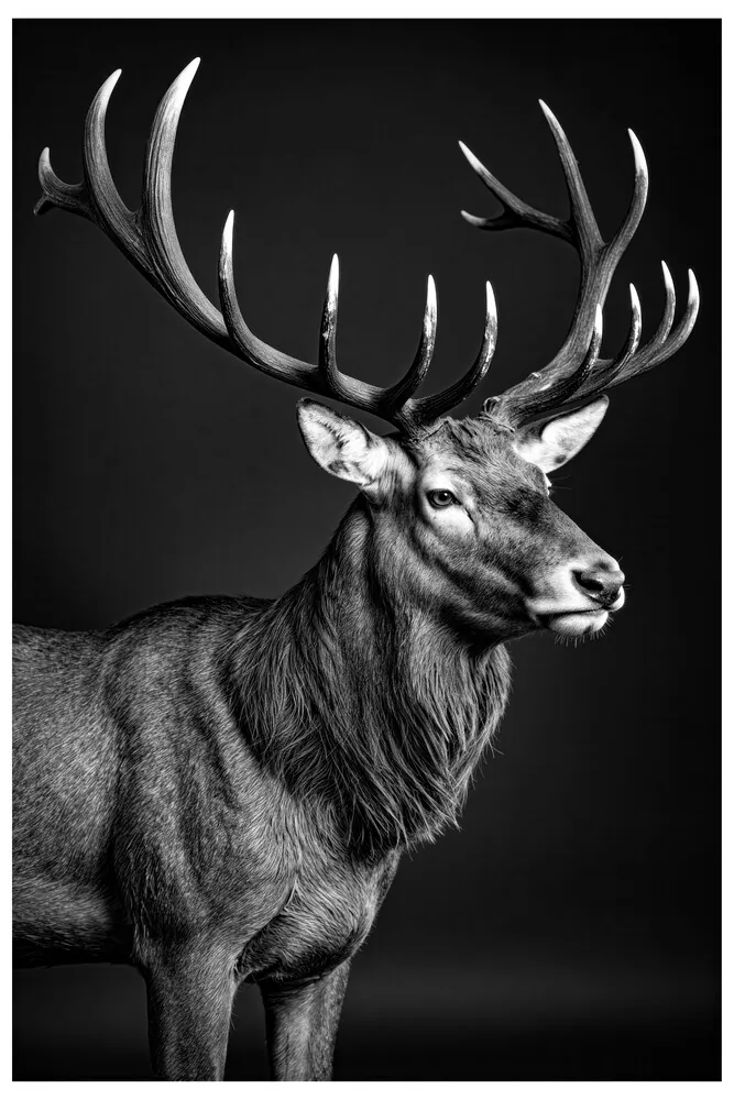 Vita Ferina No.60 - Cervus Nobilis Vita Ferina No.60 - Cervus Nobilis