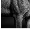 Vita Ferina No.60 - Cervus Nobilis_crop2 Vita Ferina No.60 - Cervus Nobilis