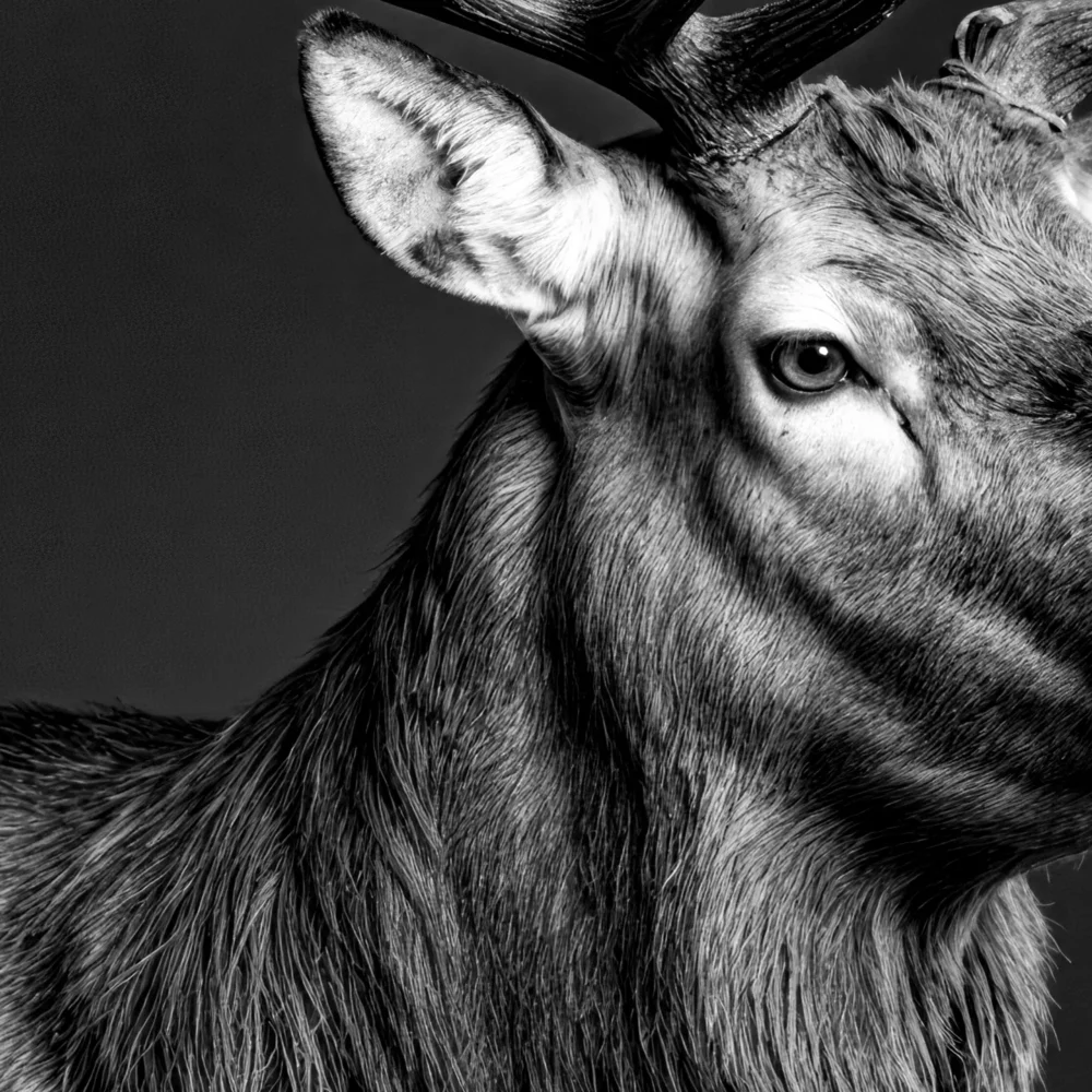 Vita Ferina No.60 - Cervus Nobilis_crop3 Vita Ferina No.60 - Cervus Nobilis