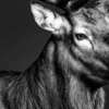Vita Ferina No.60 - Cervus Nobilis_crop3 Vita Ferina No.60 - Cervus Nobilis