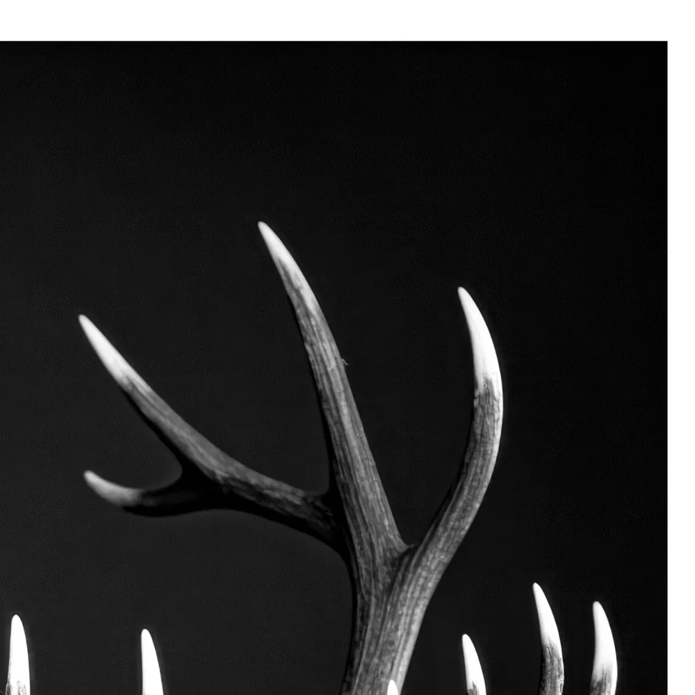Vita Ferina No.60 - Cervus Nobilis_crop4 Vita Ferina No.60 - Cervus Nobilis