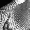Vita Ferina No.61 - Dignitas Volucris