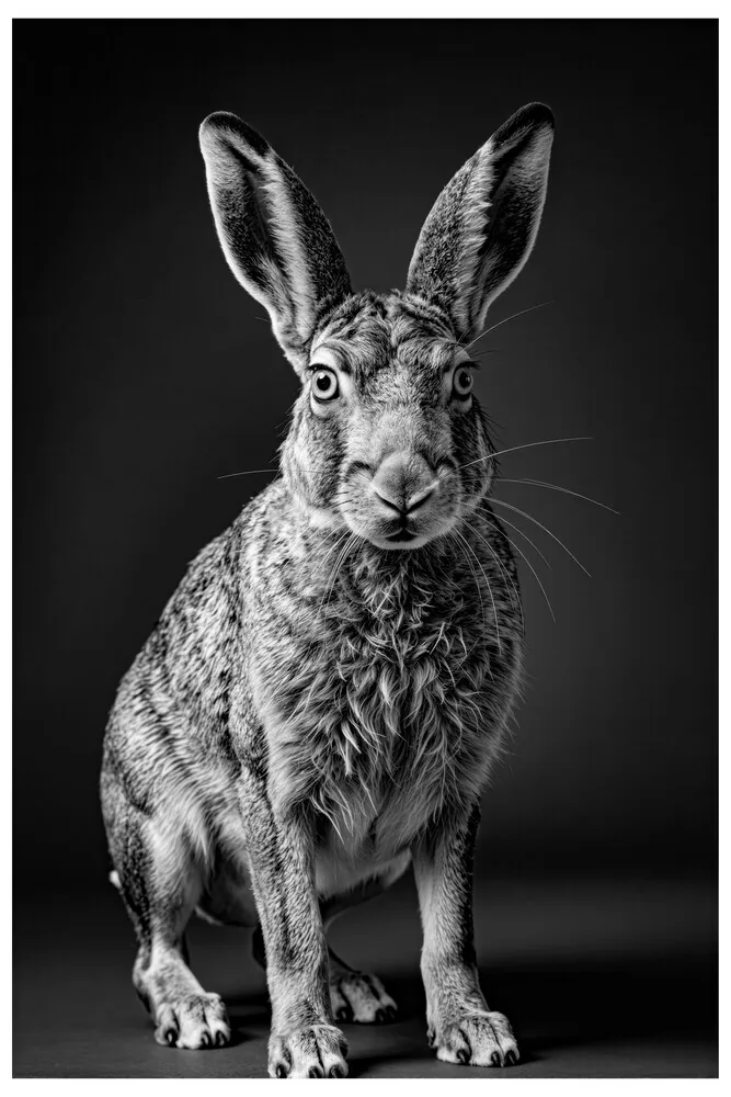 Vita Ferina No.62 - Lepus Vigilans